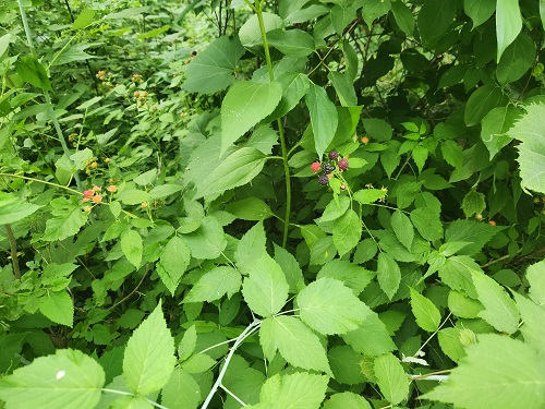 Wild_ Raspberries 2.jpg